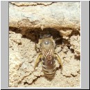 Colletes daviesanus - Seidenbiene 03 8mm.jpg